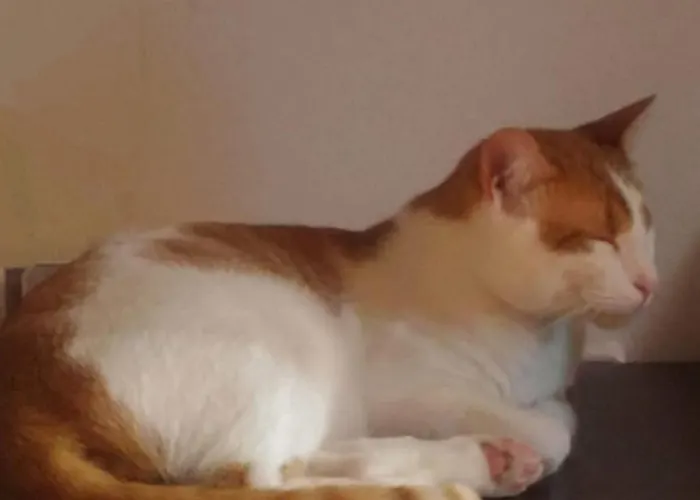 Centro, Ideal Familias, Profesores Y Teletrabajo Колиндрес